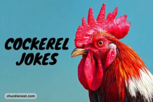 cockerel jokes