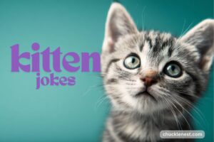 kitten jokes