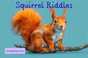 squirrel riddles